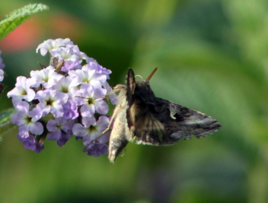 A proposito di Autographa gamma